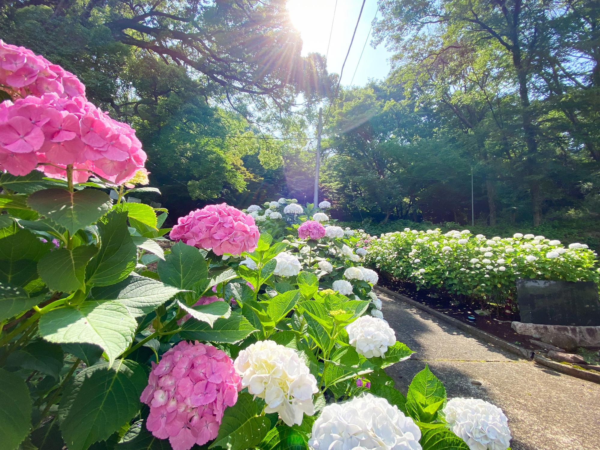飯山観音長谷寺の紫陽花が見ごろ　三十三観音など他にも見どころ多数！