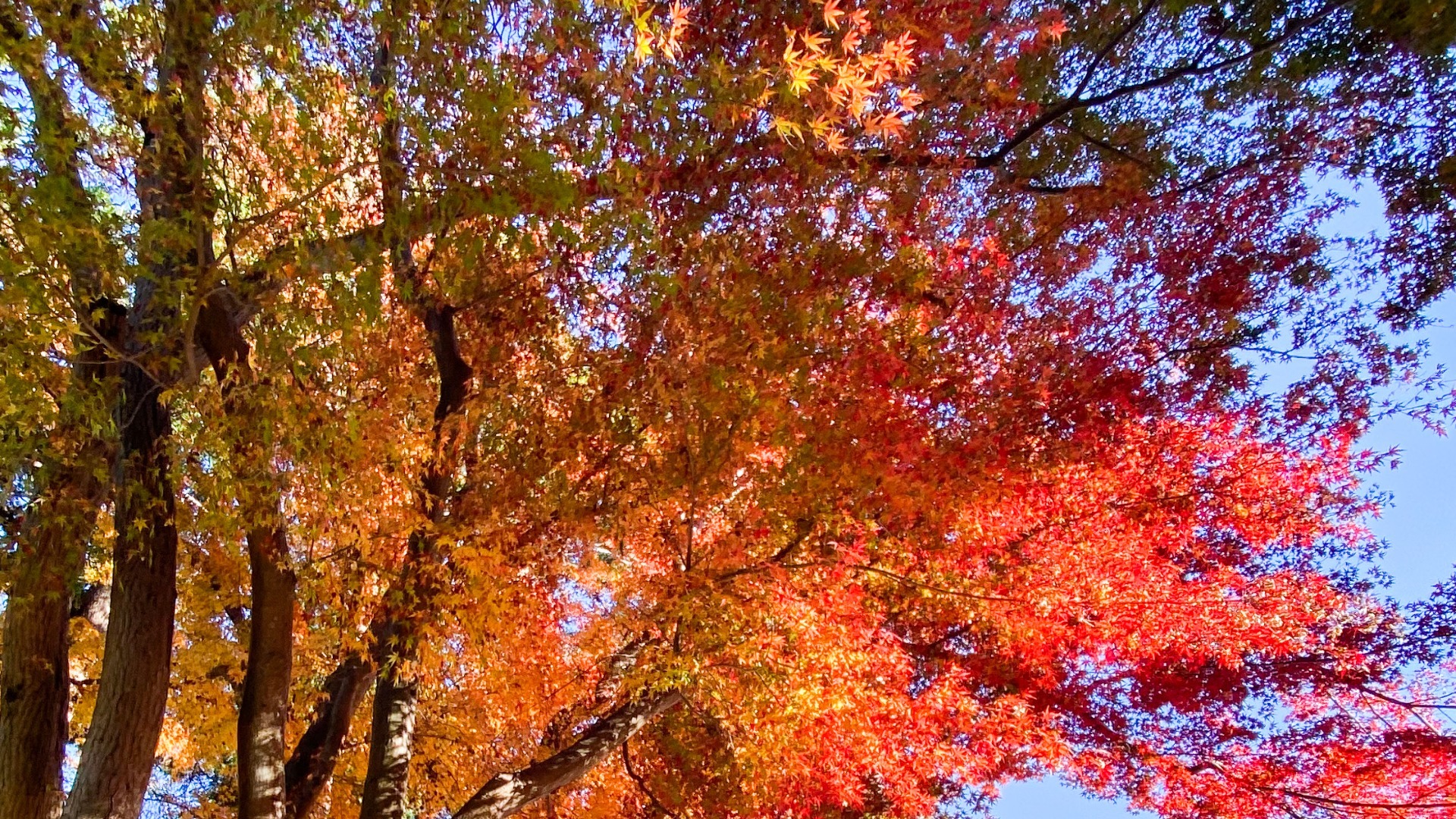 【厚木市】紅葉を見にいこうよ〜厚木で一番きれいな紅葉が見られる場所はココです！