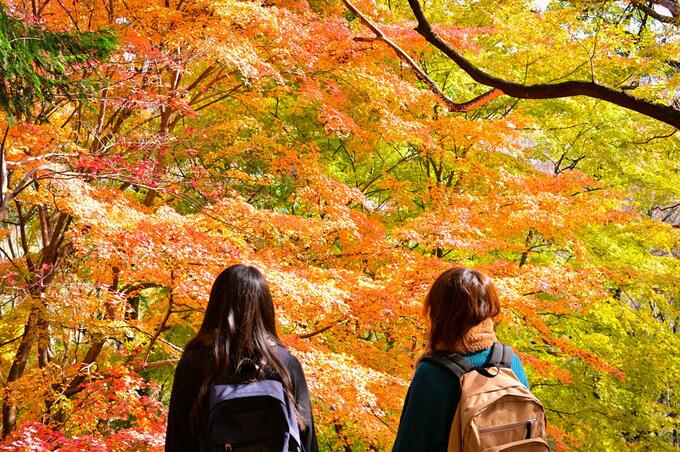 画像／厚木市観光協会さんよりご提供