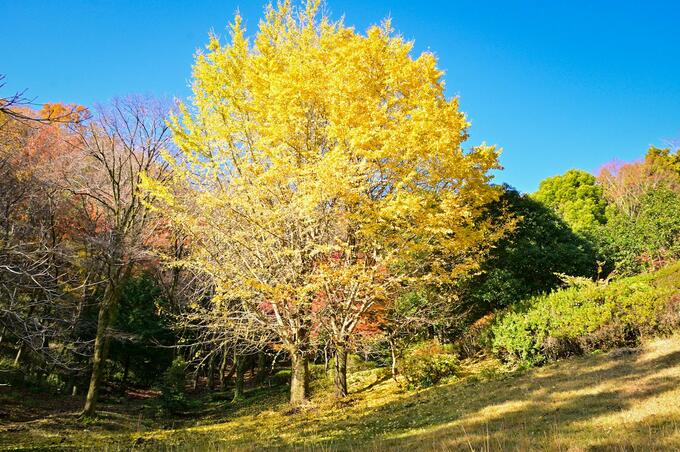 画像／厚木市観光協会さんよりご提供