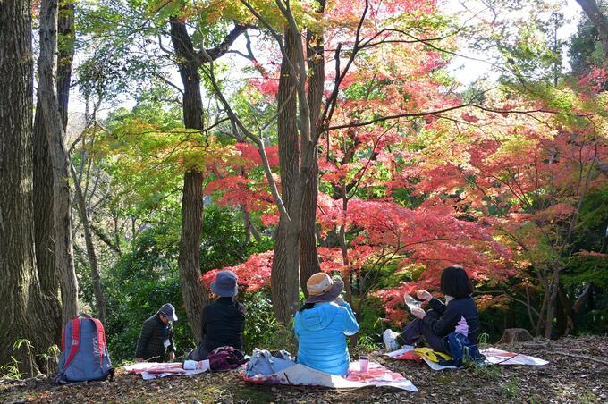 画像／厚木市観光協会さんよりご提供