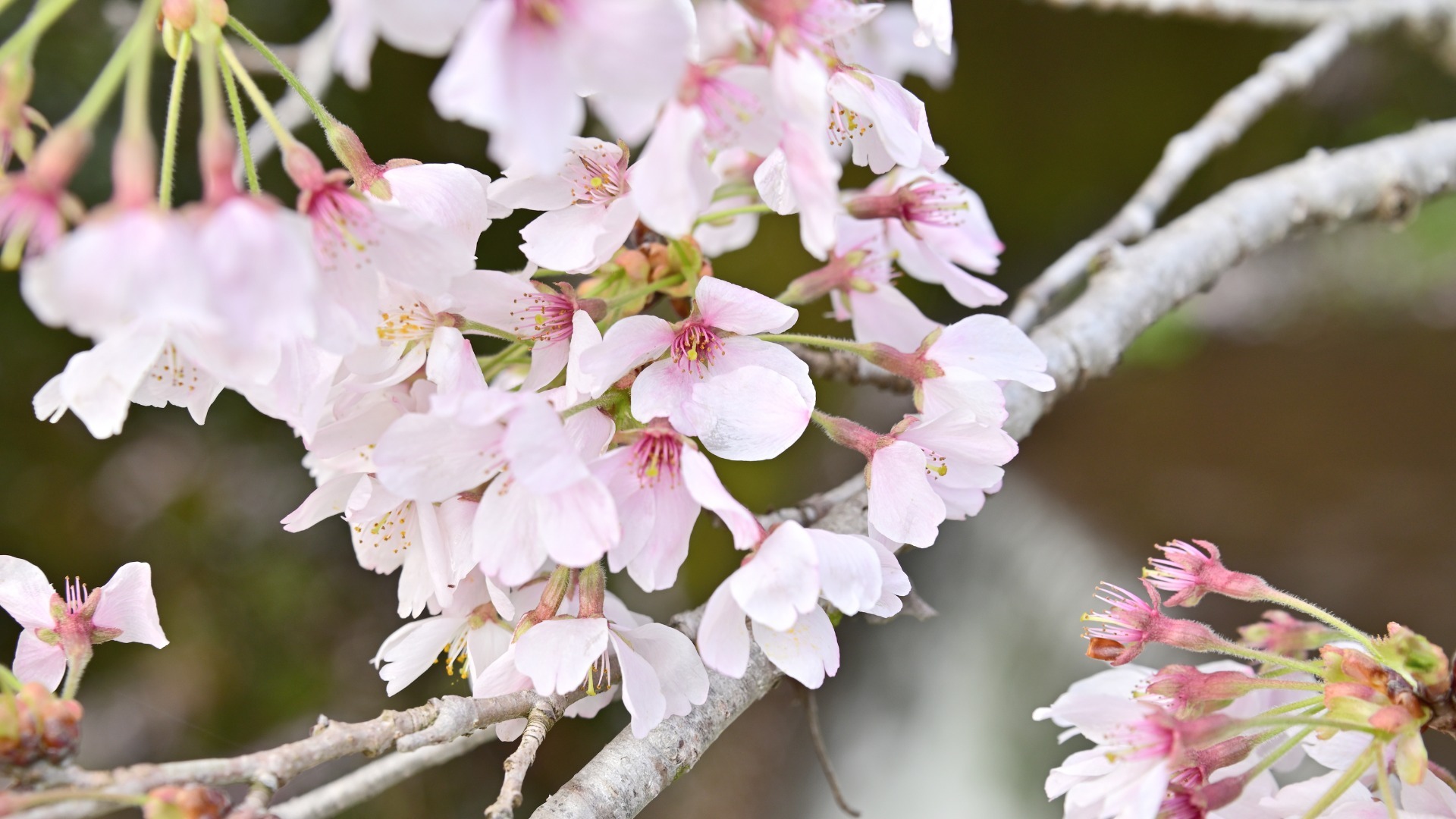 【厚木市】桜の名所でプロカメラマンに教えてもらう風景写真教室開催！初心者も大歓迎！