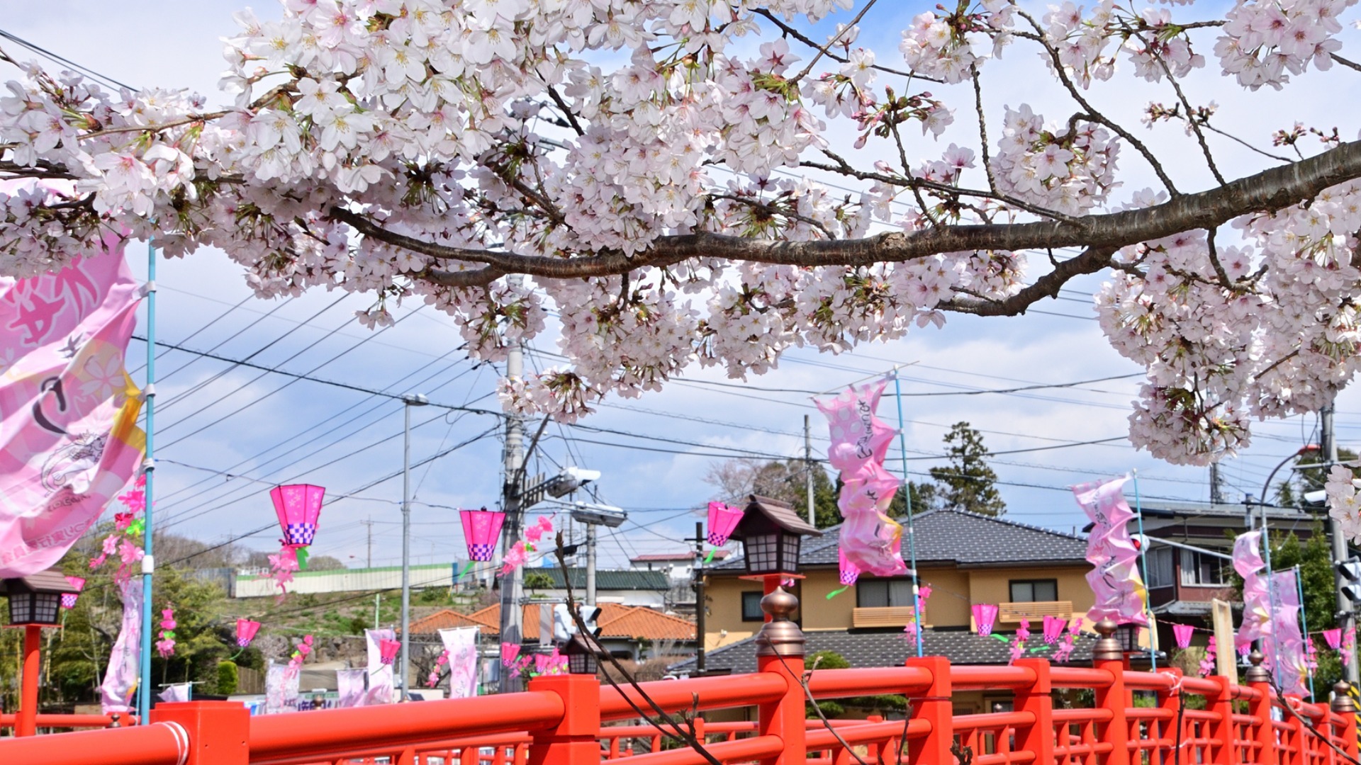 【厚木市】第59回あつぎ飯山桜まつりが3月25日（土）～4月2日（日）開催されます！4年ぶりです！