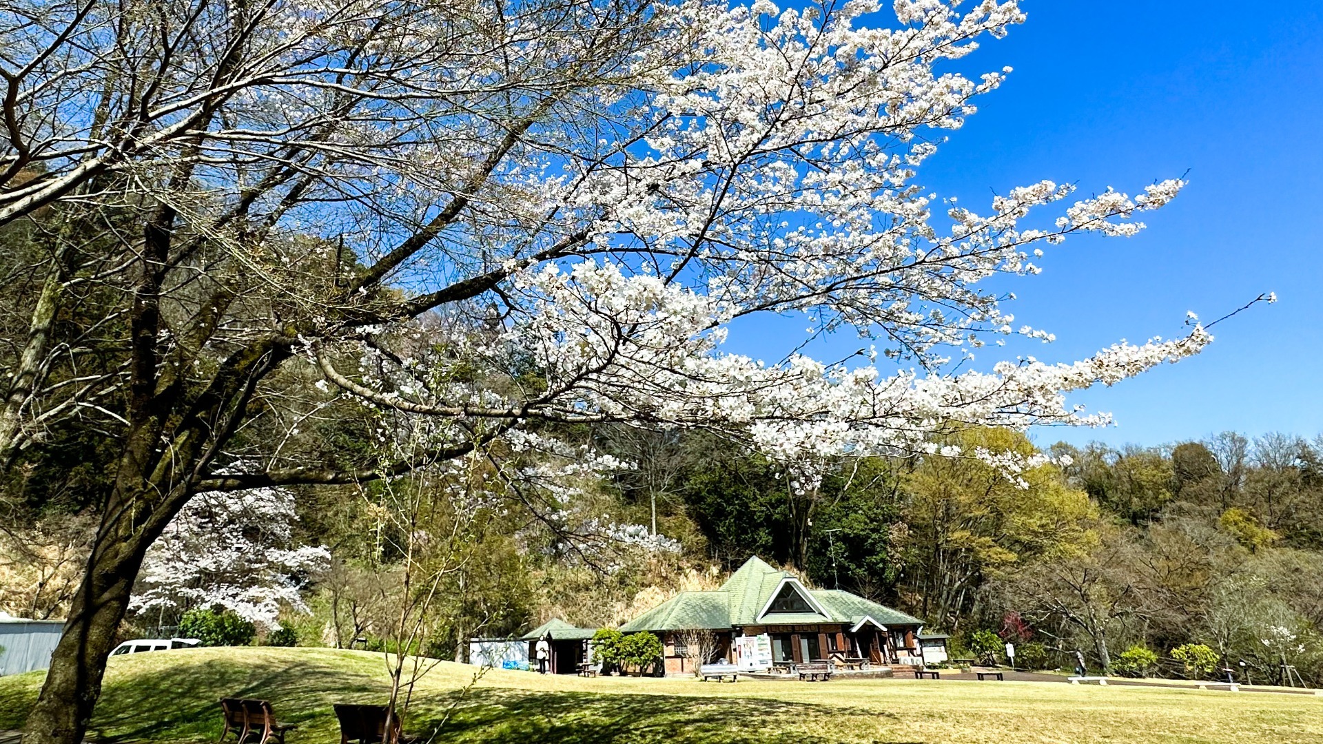 【厚木市】森のアトリエ・さくらの園の桜が見頃！ミツマタとのコラボは今だけ