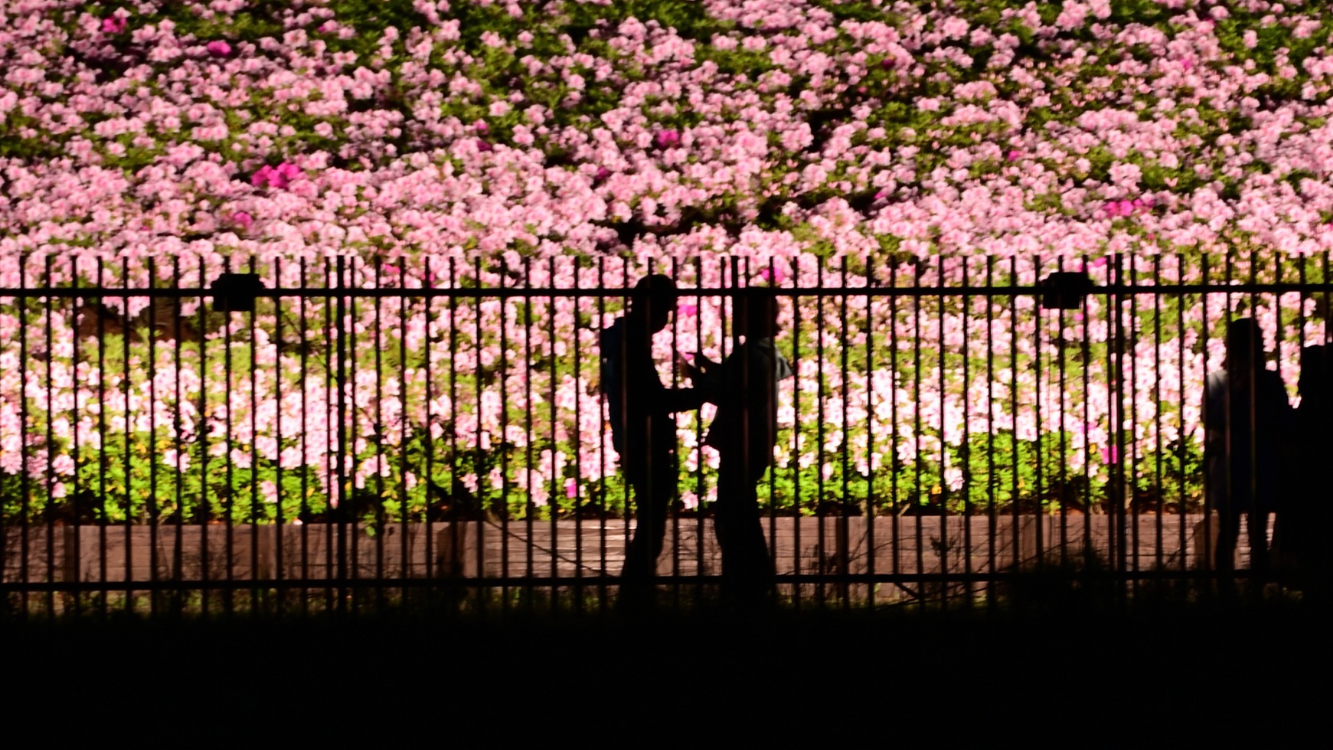 【厚木市】あつぎつつじの丘公園で4/29 (土)一夜限りのライトアップイベントを開催！