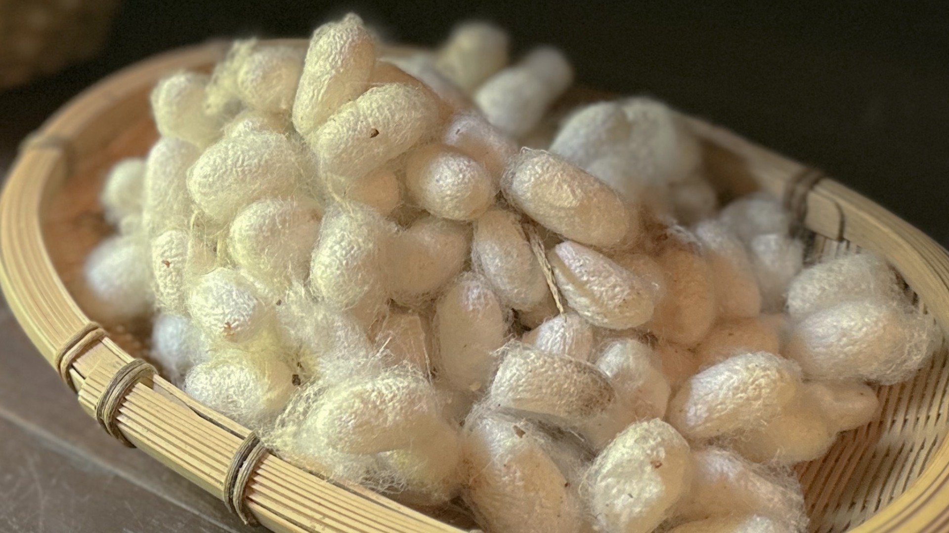 【厚木市】里山の寺子屋塾「無尽蔵」に今年も絹糸づくりの季節がやってきました