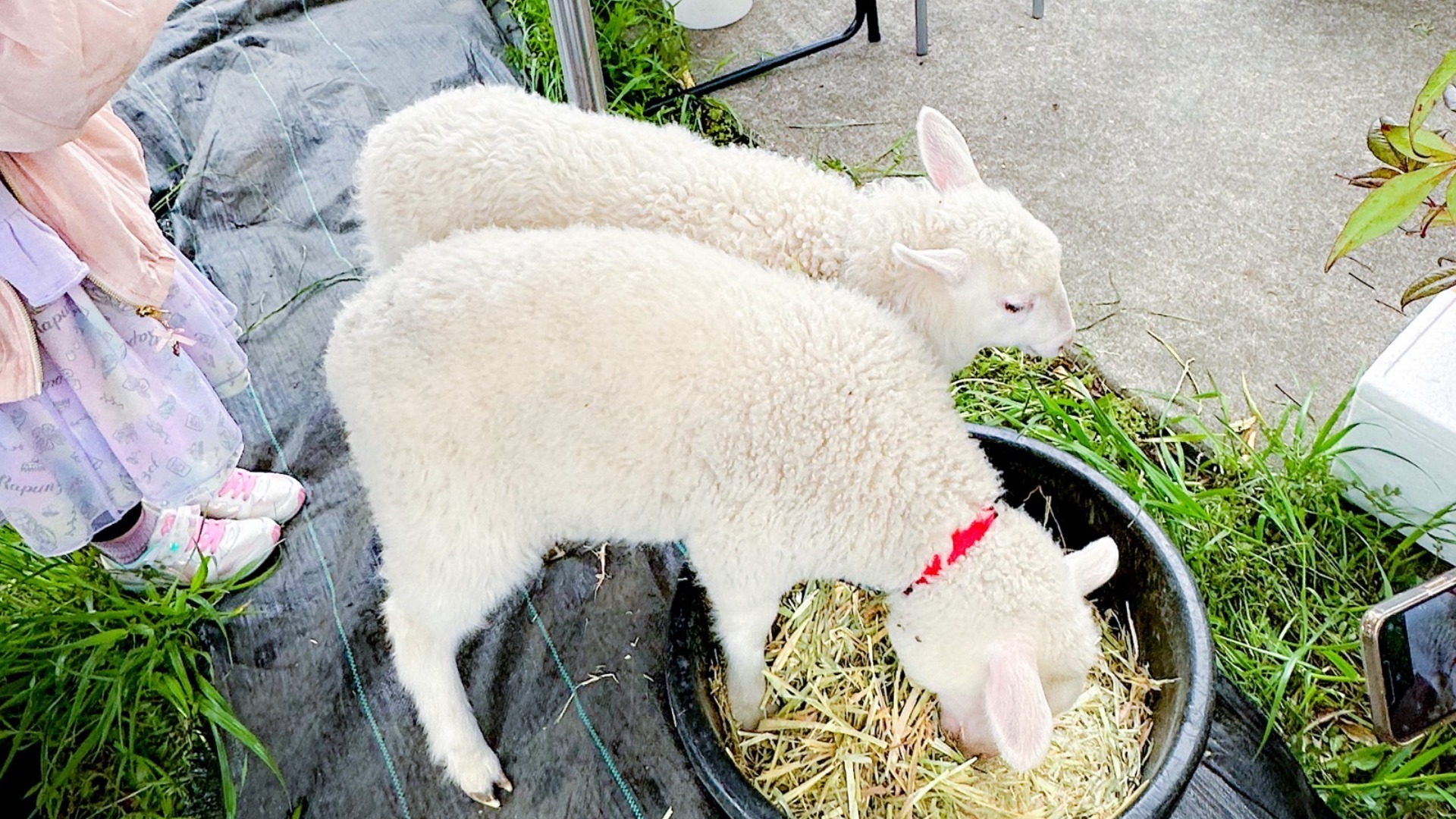 【厚木市】飯山プチマルシェ開催！5/28（日）ブーランジェリーペールラシェーズ駐車場にて