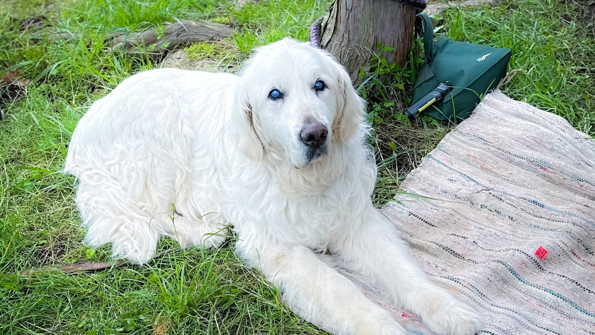 【厚木市】ペットと過ごせる森のマルシェ♪厚木農園『ちっちゃ森マルシェ』6/17(土)、18(日)開催